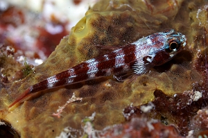 Banda Sea 2018 - DSC06314_rc - Goby undetermined